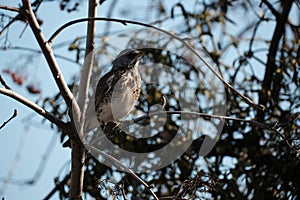 Song thrush bird in natural environment, bird on a tree resting
