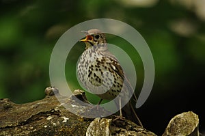 Song thrush bird (Turdus philomelos)