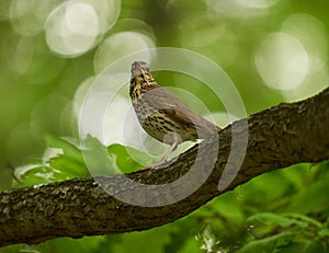 Song thrush on a branch