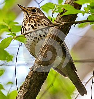 Song thrush on a branch