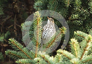 Song thrush on the branch of fir tree