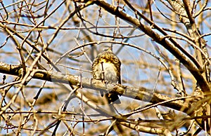 Song Thrush on a branch of a tree.