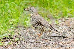 The song thrush, a brown balack spotted bird