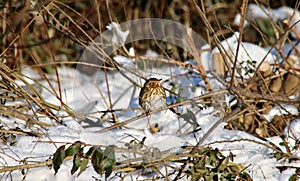 Song thrush in bushes with snow along the river Rotte