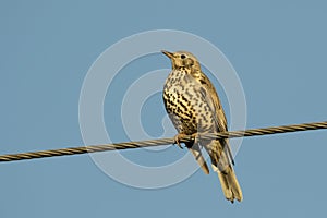 Song Thrush On The Cable