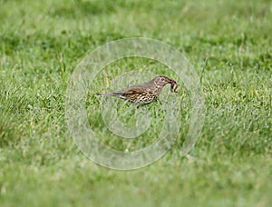 Song thrush carrying a worm