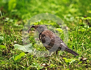 Song Thrush Catch Earthworm