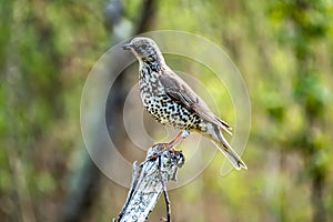 Song thrush catching leather jacket grubs from the meadow, turdus philomelos