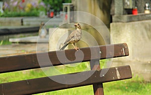 Song thrush on the cemetery