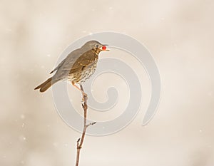 Song Thrush eating a berry