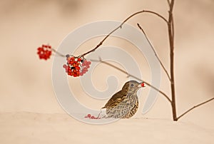 Song Thrush eating a berry on snow