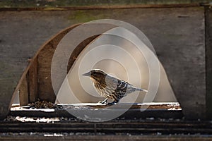 Song Thrush eating seeds