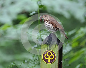 Song thrush eating worm while perching on footpath sign