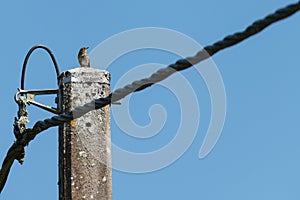 A song thrush on an electricity pole in Haute Vienne France