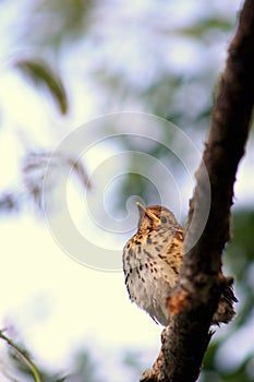 Song Thrush Fledgling