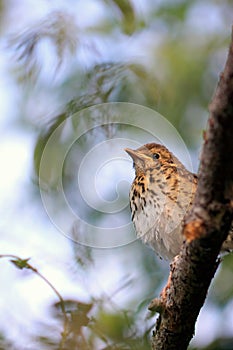 Song Thrush Fledgling