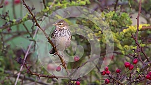 Song Thrush in hawthorn bush.