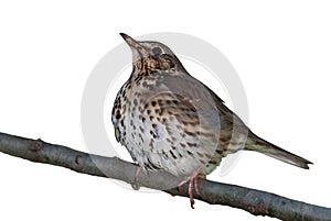 Song Thrush isolated