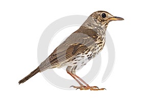 Song thrush isolated on a white