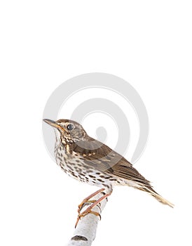 Song thrush isolated on a white