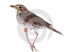 Song thrush isolated on a white