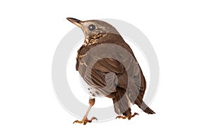 Song thrush isolated on a white