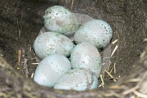 Song thrush nest with eggs / Turdus philomelos