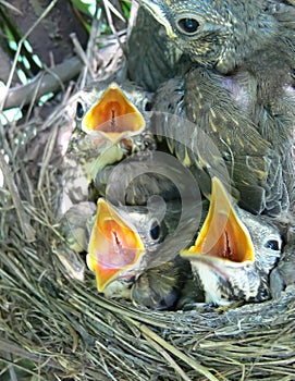 Song-thrush nestlings photo