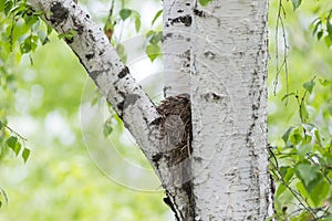 Song Thrush nestlings in the nest