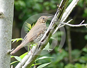 Song thrush perched on tree branch