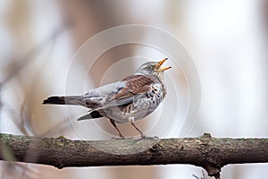 Song Thrush pertched on a branch