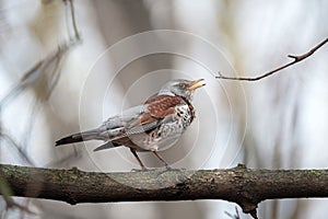 Song Thrush pertched on a branch