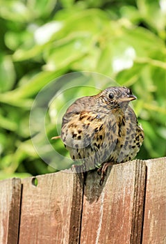 A song thrush sat on a garden fence