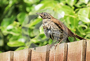 A song thrush sat on a garden fence