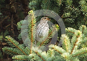 Song thrush singing on the branch of fir tree