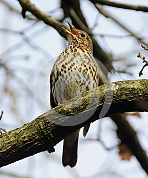 Song thrush singing while perched on branch