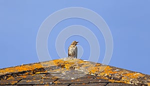 Song thrush singing on the roof