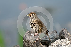 Song thrush singing in Spring