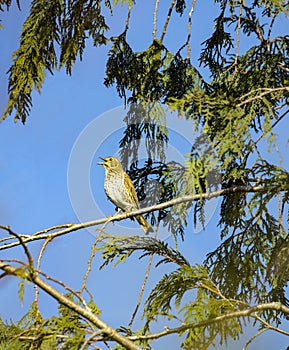 Song Thrush Singing in Tree Tops