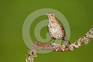 Song thrush sitting on branch in summertime nature.