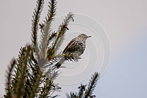 Song thrush sitting on the top od tree, pine, beaufifull song,trill photo