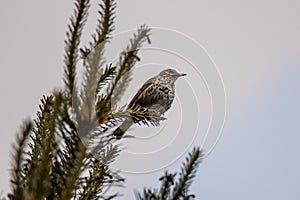 Song thrush sitting on the top od tree, pine, beaufifull song,trill