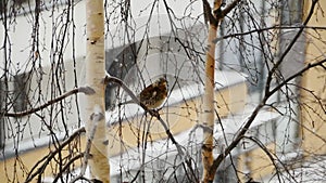 song thrush sitting on a tree branch front view winter