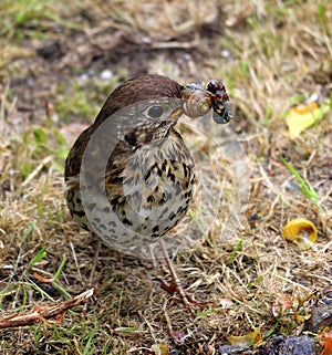 Song Thrush with snail