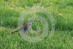 The song thrush stands on the grass, the bird is on the ground