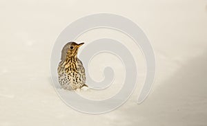 Song Thrush stuck in the snow