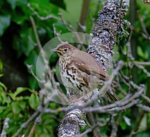 The song thrush is a thrush that breeds across the West Palearctic