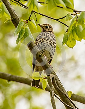 Song thrush on tree branch