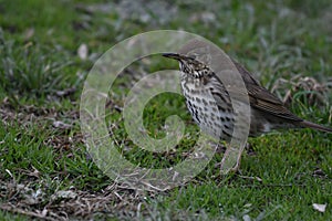 Song thrush Turdus philomelos