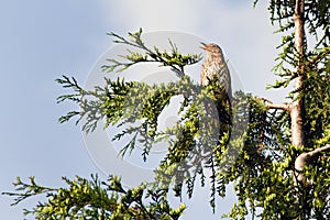 Song Thrush or Turdus philomelos